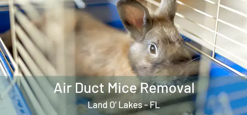 Air Duct Mice Removal Land O' Lakes - FL