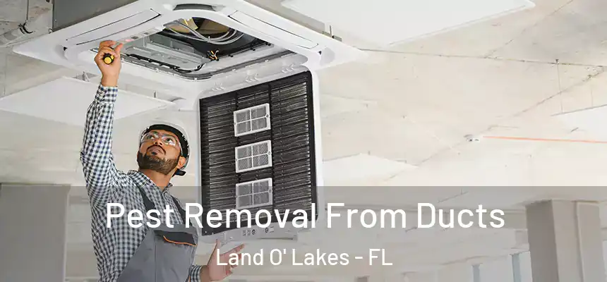Pest Removal From Ducts Land O' Lakes - FL