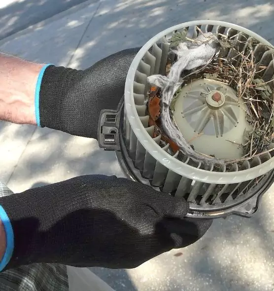 About Air Duct Mice Removal in Land O' Lakes, FL